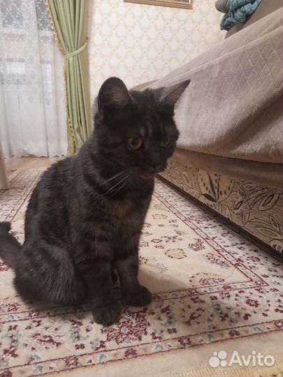 Кошка в дар