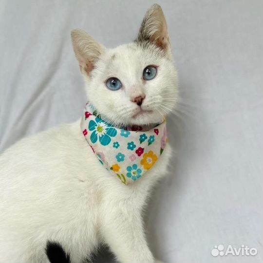 Белая кошка, кот, котята в добрые руки