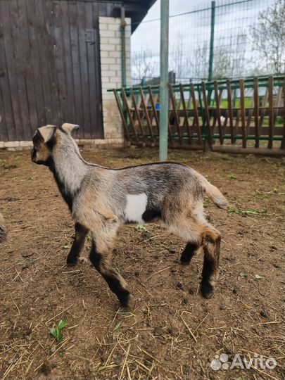 Баран,овцы,козлята