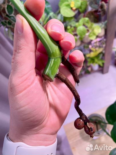 Монстера вариегатная Альба