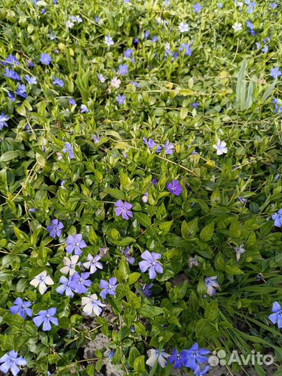 Барвинок малый