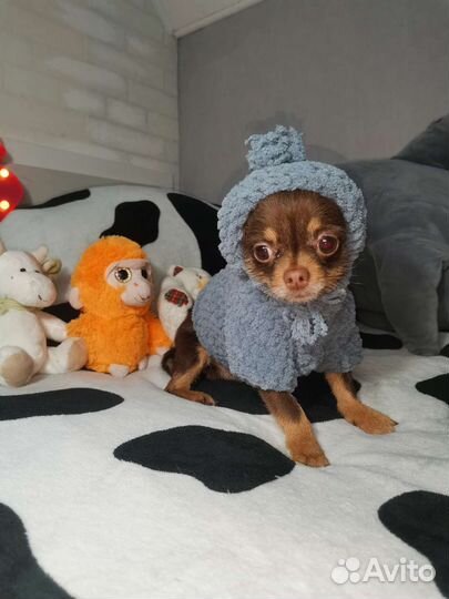 Кофта для маленьких собак