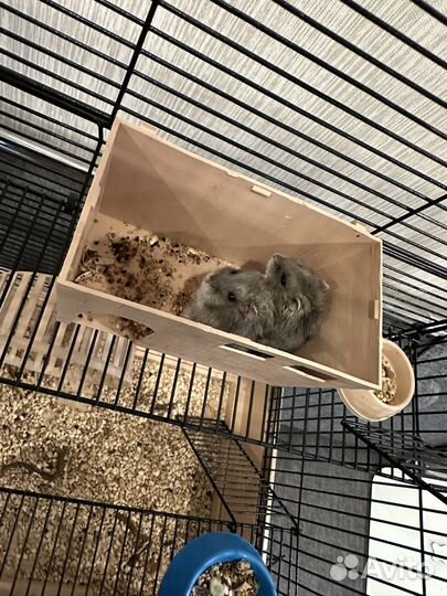 Джунгарские хомяки с клеткой