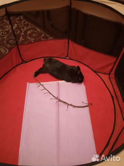 Домик складной вольер для кошек собак