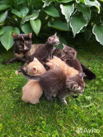 Котята отдам в добрые руки бесплатно