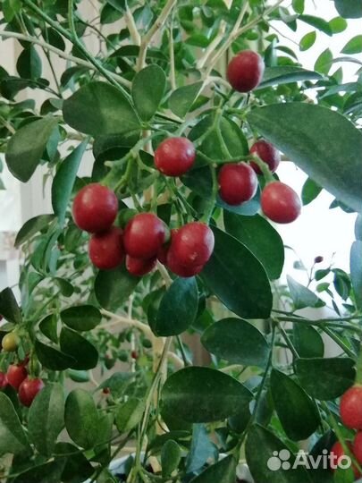 Мурайя красная метельчатая, сеянцы