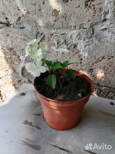 Гортензия метельчатая