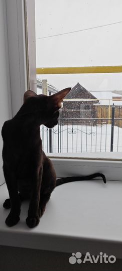 Ориентальные котята