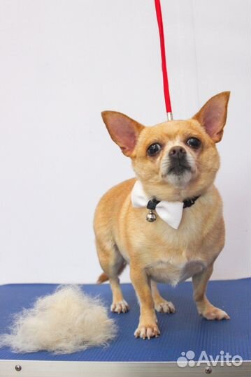 Вычес собак на обьгэс