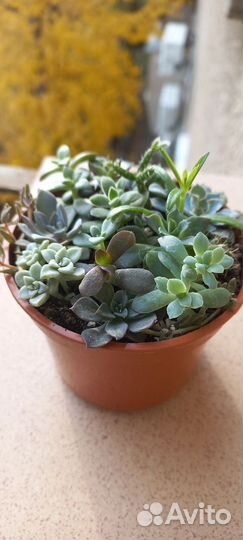Мини - садик из суккулентов