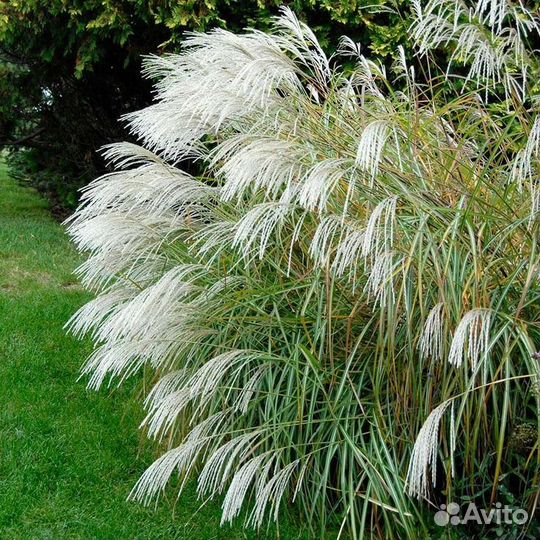 Мискантус разные сорта (предзаказ)