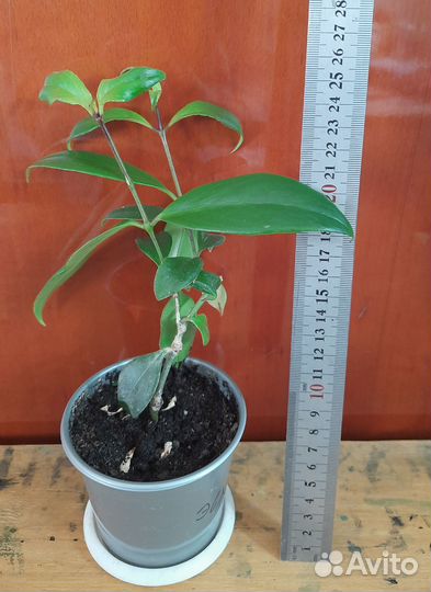 Эсхинантус прекрасный