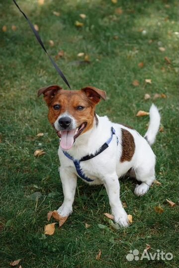 Вязка джек Рассел терьер