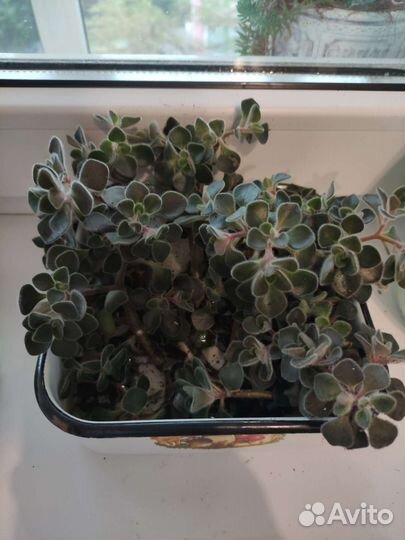 Дерево Любви