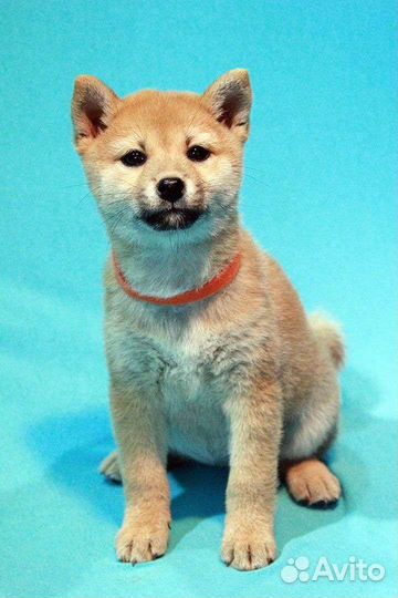 Щенки сиба ину (шиба ину). Питомник РКФ