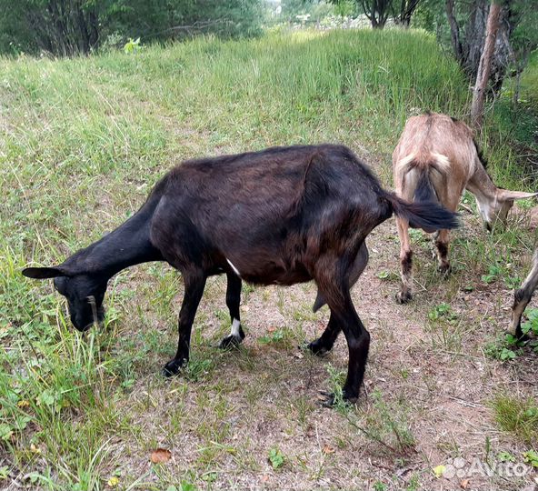 Дойные козы