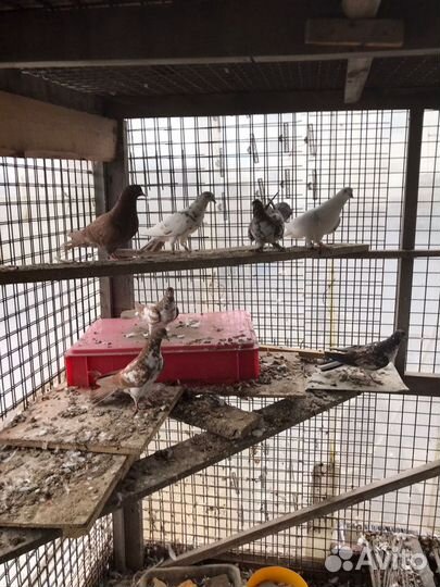 Бакинские бойные голуби