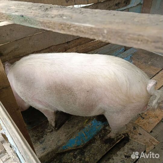 Хряк на племя