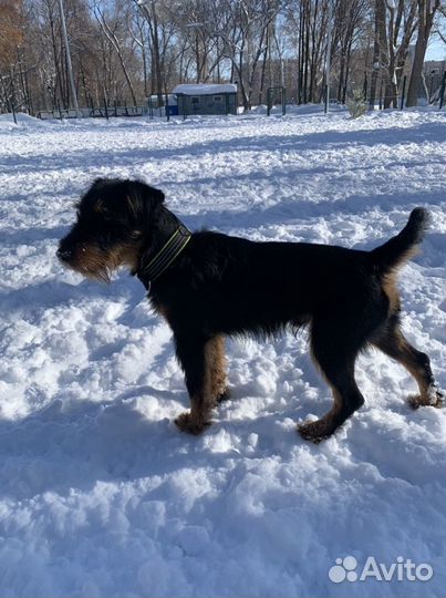 Ягдтерьер вязка