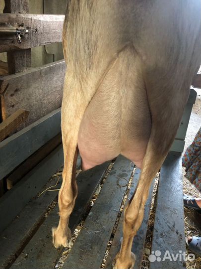 Овцы ламанчи, нубийки