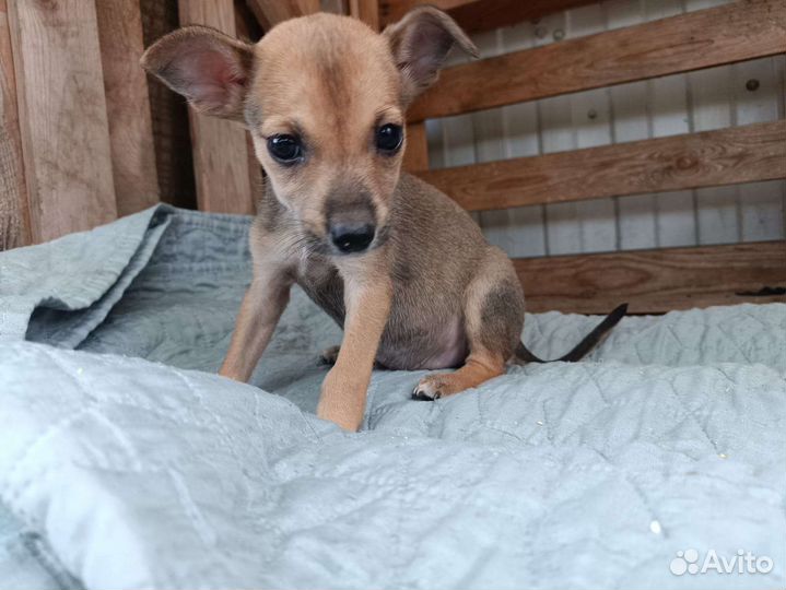 Щенок, малыш