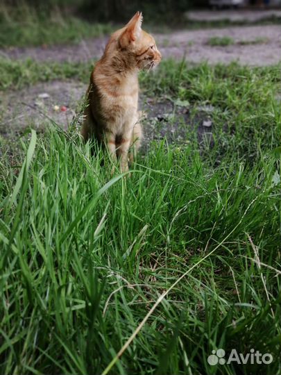 Рыжее счастье в поисках доброты