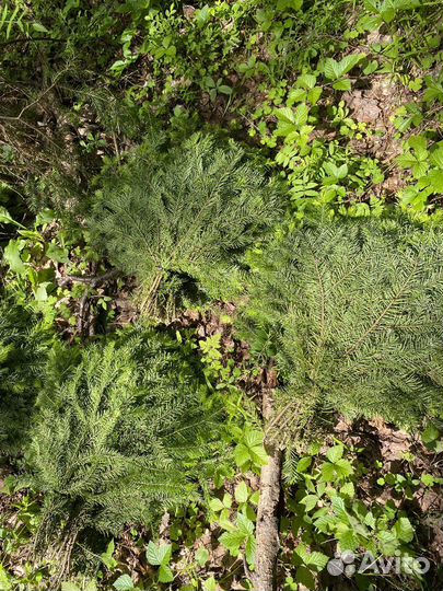 Пихтовые веники для бани