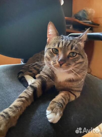 Передержка кошек