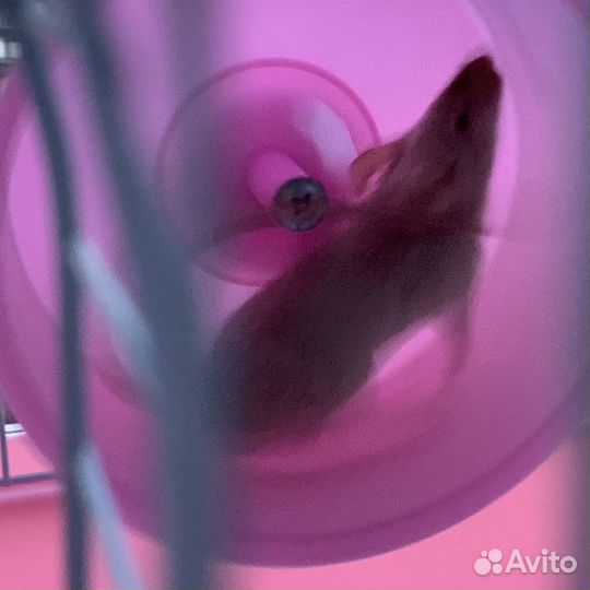 Сатиновые мыши