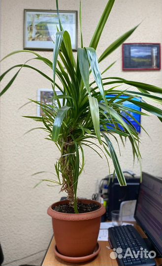 Комнатный цветок Панданус