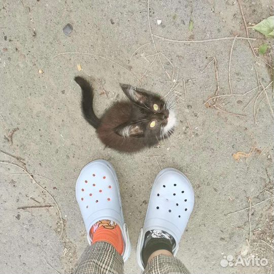 Кошка в дар