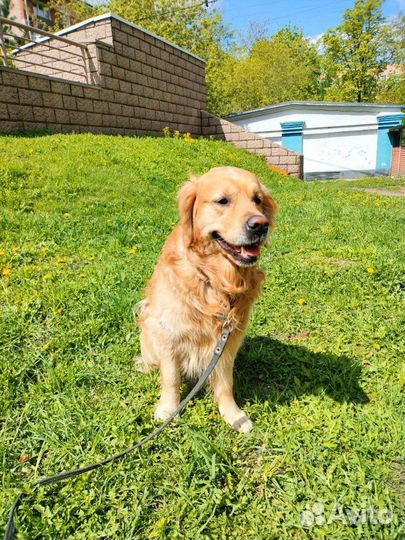Домашняя передержка собак, груминг собак