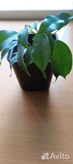 Фикус бенджамина