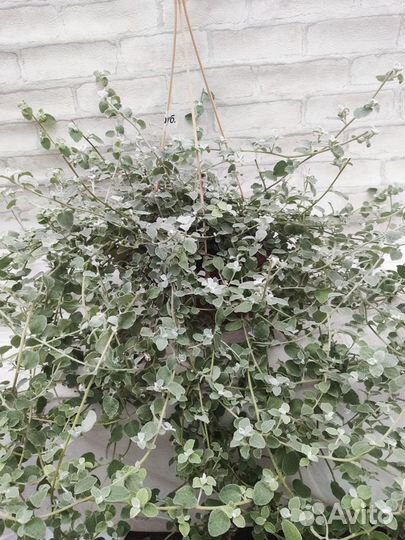 Гелихризум черешковый