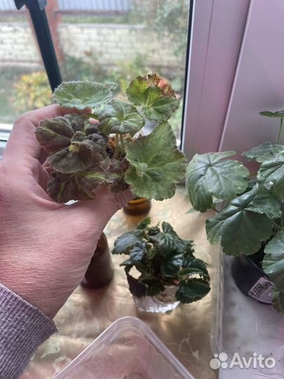 Бегония декоративно лиственная