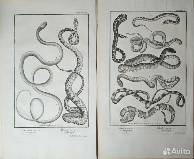 13 Больших Антикварных гравюр Змеи 1731 Швейцария