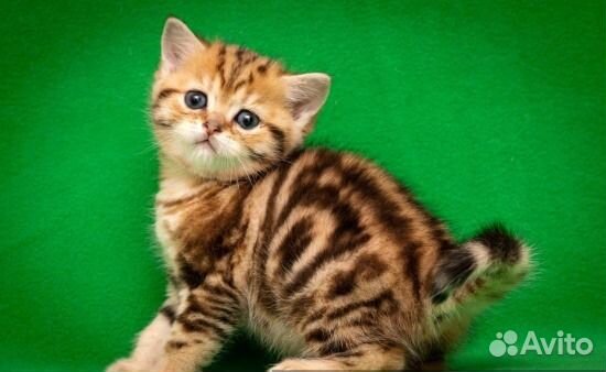 Мраморные британские котята