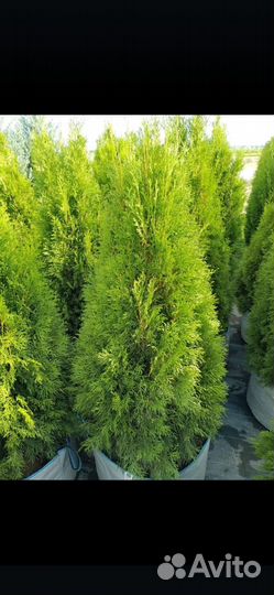 Туя смарагд