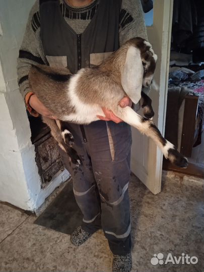 Нубийский козлик.Коза дойная