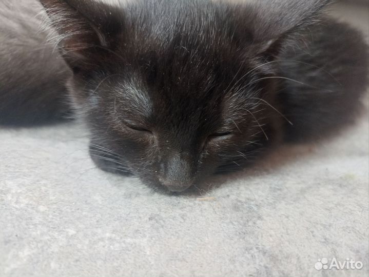 Кошка в дар бесплатно