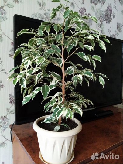 Цветок в горшке фикус Бенджамина