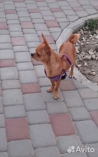 Вязка чихуахуа мальчик