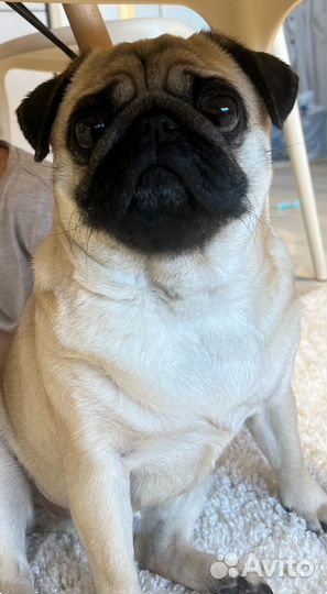 Мопс девочка