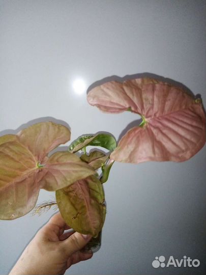 Комнатные растения