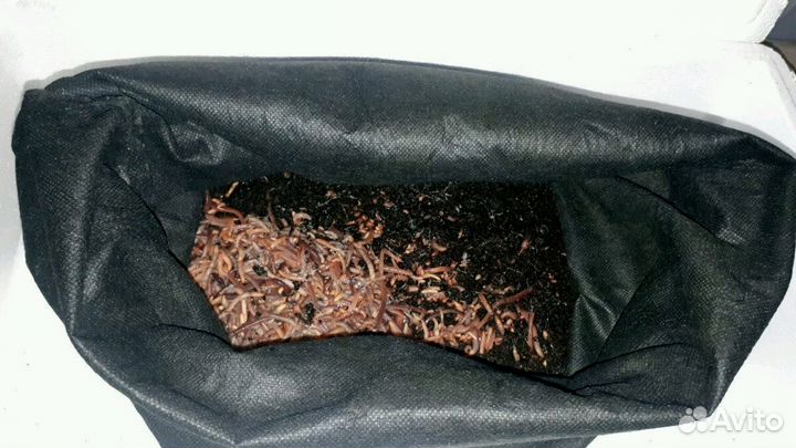 Малёк червя дендробена венета