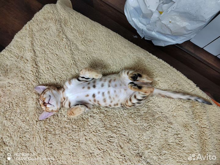 Бенгальские котята