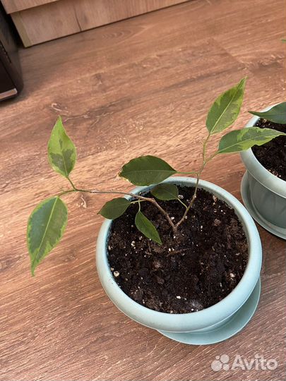 Отростки фикуса бенджамина