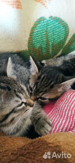 Отдам двух котят в добрые руки