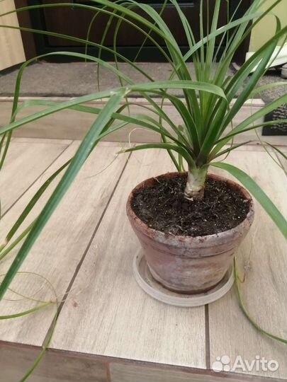 Бутылочное дерево нолина