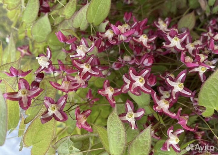 Многолетники почтой